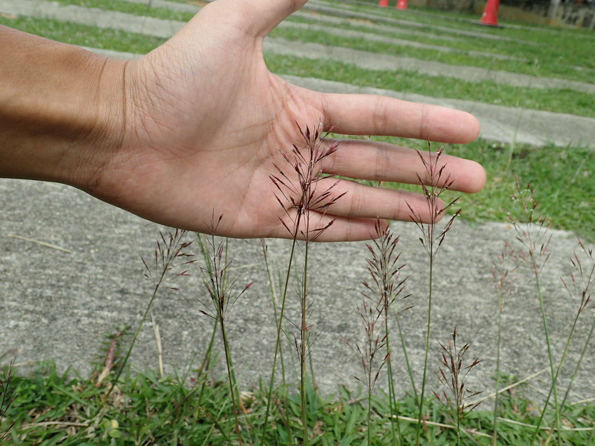 صورة Chrysopogon aciculatus (Retz.) Trin.