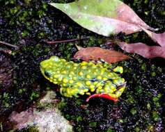 Image of Red-belly toad