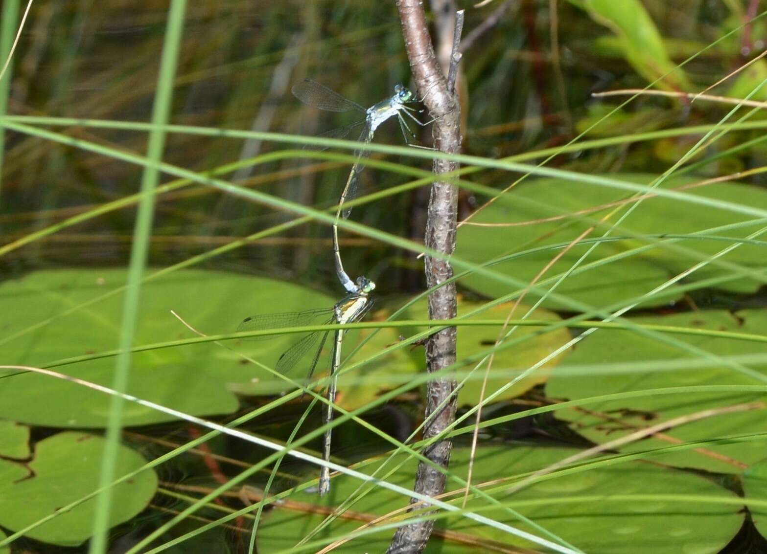 Imagem de Lestes inaequalis Walsh 1862