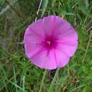 صورة Ipomoea sagittata Poir.