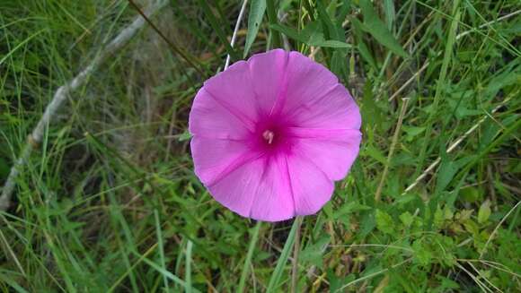 Plancia ëd Ipomoea sagittata Poir.