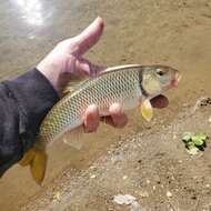 Image of Bull Chub