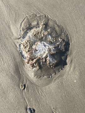 Image of mushroom cap jellyfish