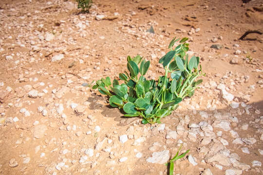 Image of Zygophyllum potaninii Maxim.
