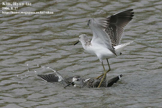 Image of Marsh Sandpiper