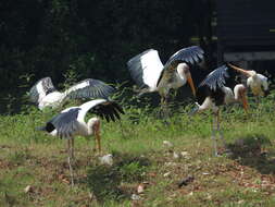 Image of Milky Stork