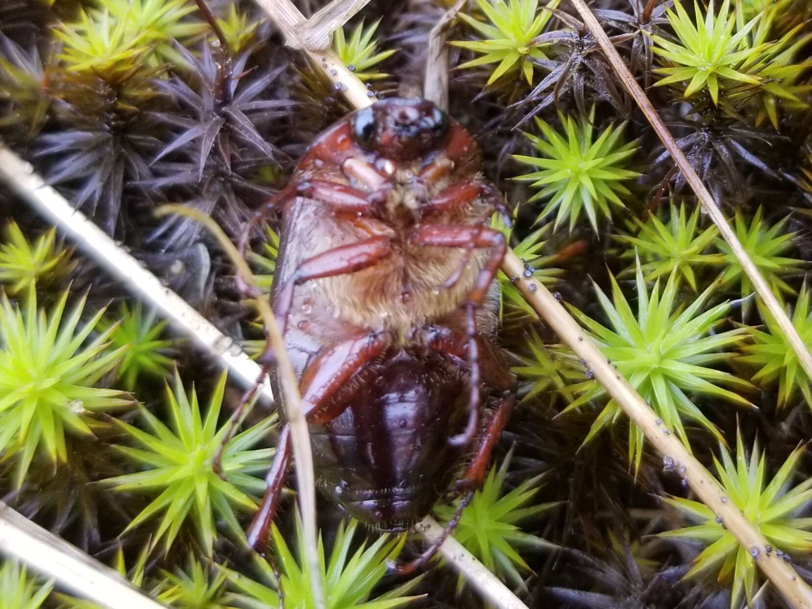 Image of Phyllophaga (Phyllophaga) anxia (Le Conte 1850)