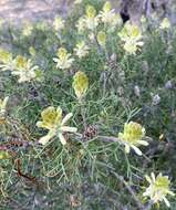 Image of Petrophile foremanii Rye & Hislop