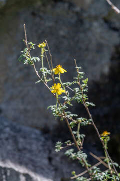 Dasiphora parvifolia (Fisch. ex Lehm.) Juz.的圖片