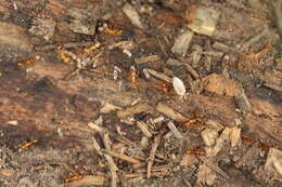 Image of Ant woodlouse