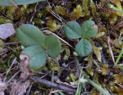 Imagem de Glycine latrobeana (Meissner) Benth.