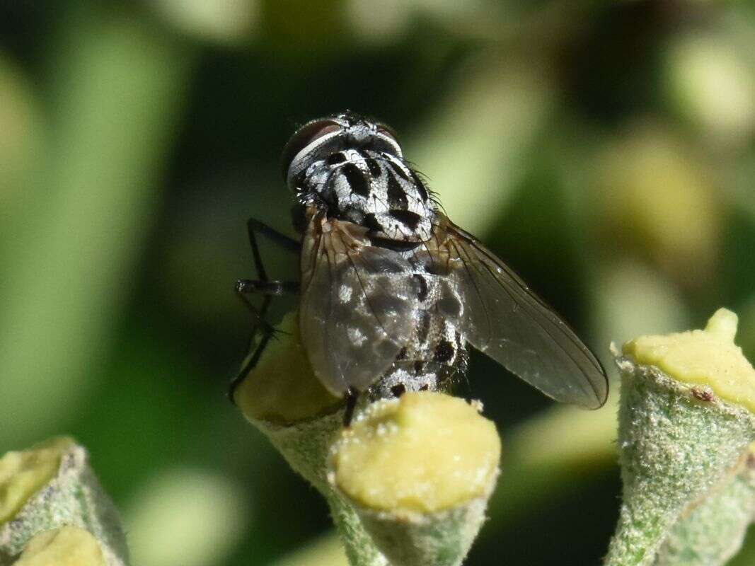 Image of House fly