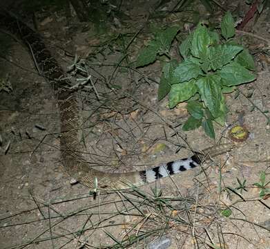 Imagem de Crotalus ruber lucasensis Van Denburgh 1920