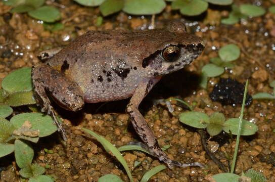 Image of Arthroleptis poecilonotus Peters 1863