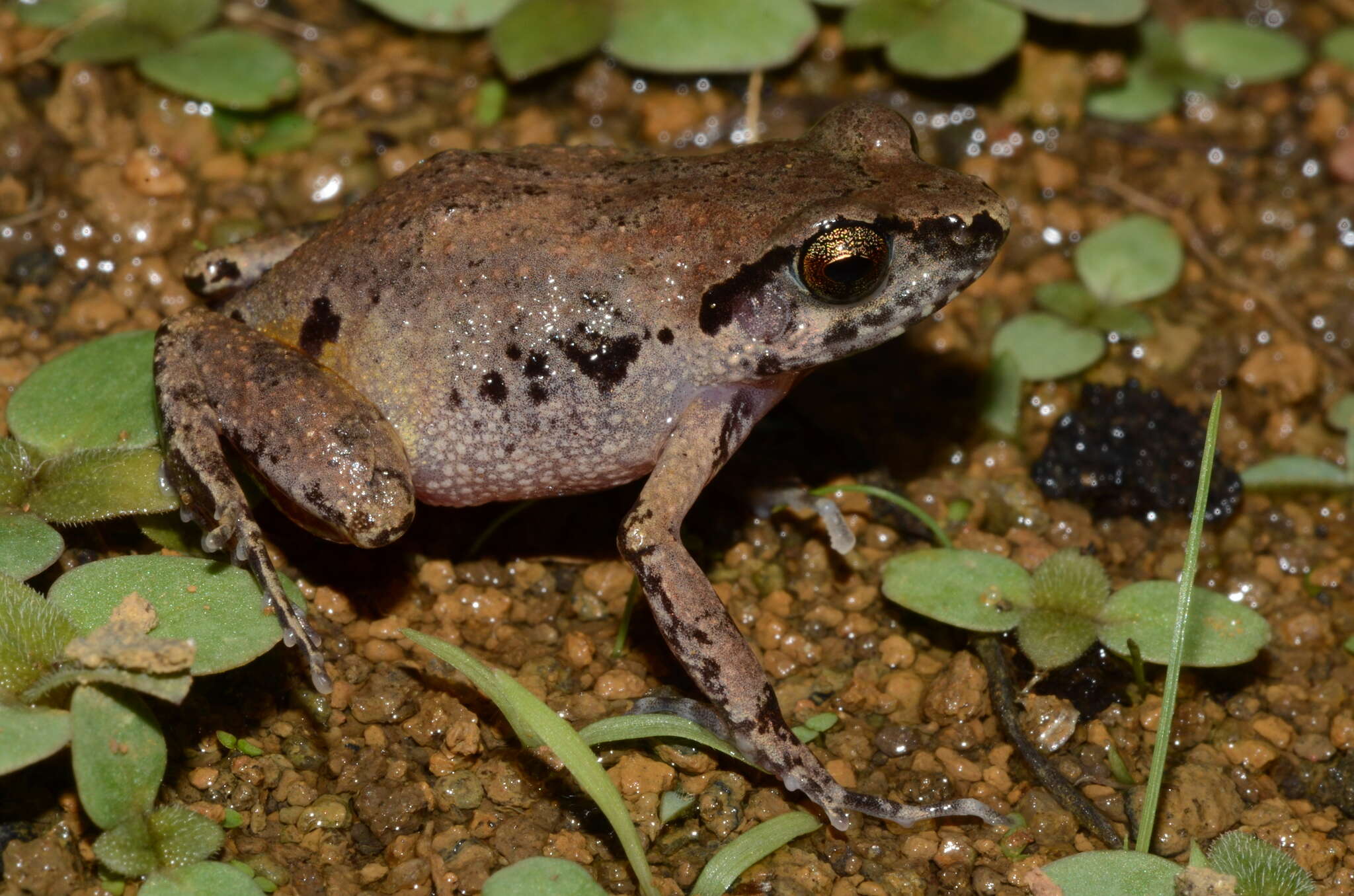 Arthroleptis poecilonotus Peters 1863的圖片