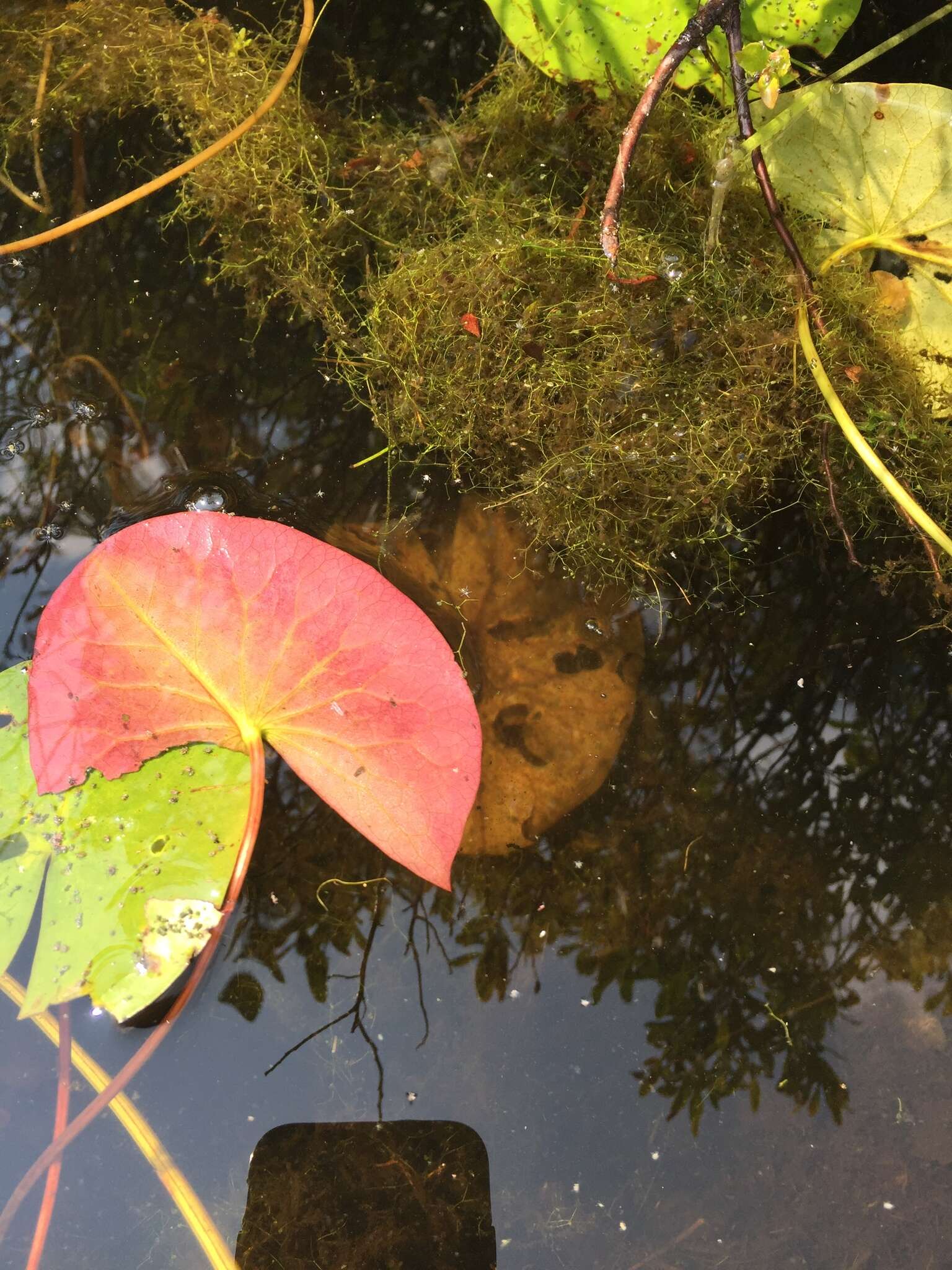 Image of Snail-Seed Pondweed