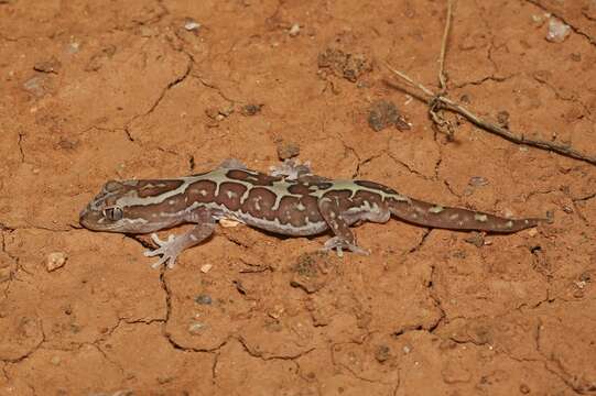 Image of Box-patterned Gecko