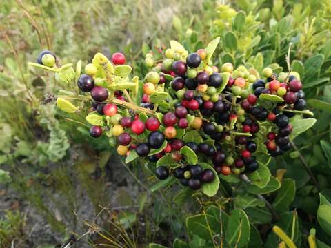 صورة Lauridia tetragona (L. fil.) R. H. Archer