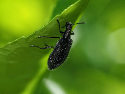 Image of Lagria cyanea