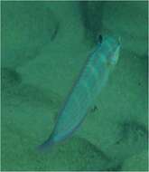 Image of Spot-tail wrasse