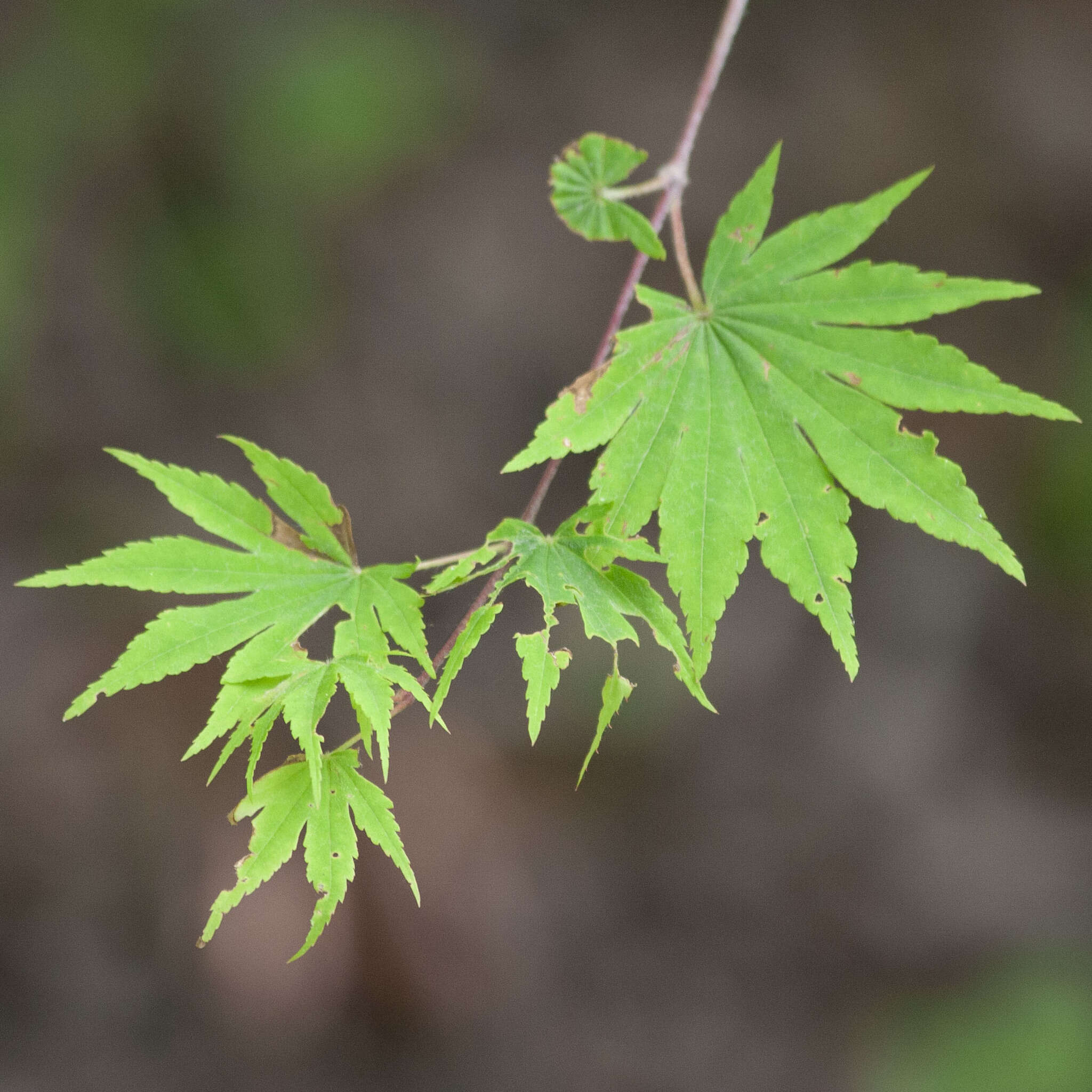 Imagem de Acer sieboldianum Miq.