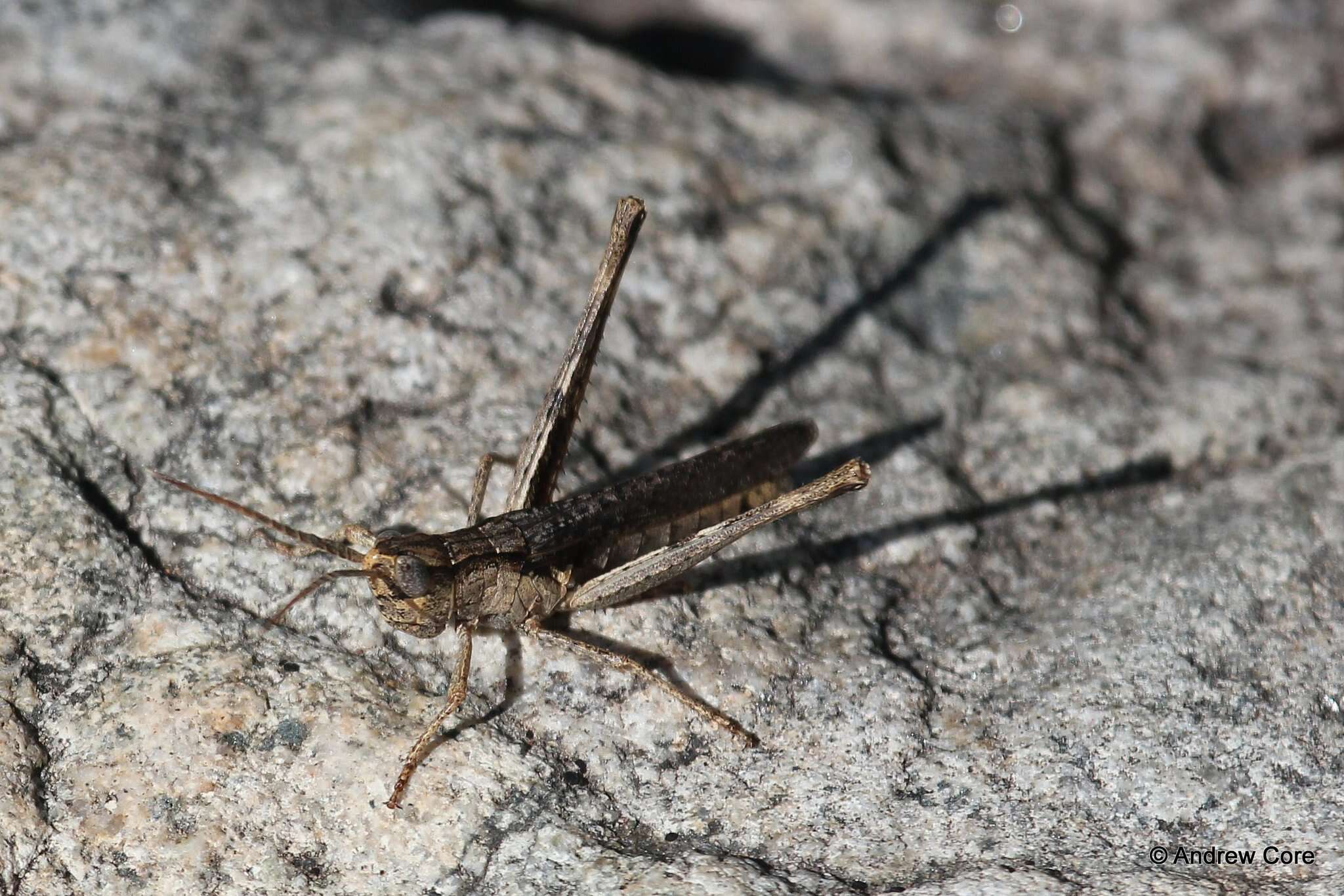 Plancia ëd Acantherus piperatus Scudder & S. H. 1902