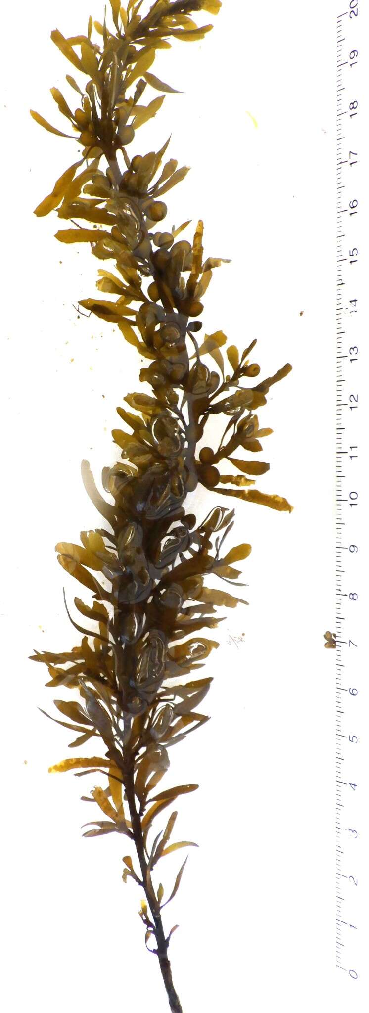 Image de Sargassum vulgare