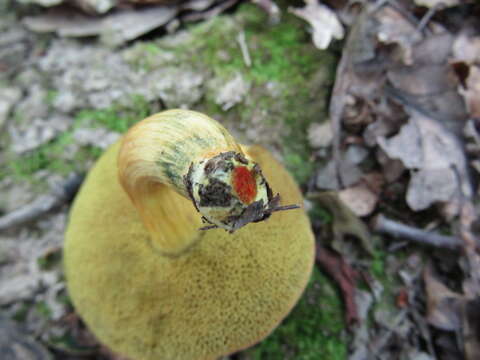 Image of Hortiboletus engelii (Hlaváček) Biketova & Wasser 2015