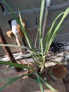 Cymbopogon citratus (DC.) Stapf resmi