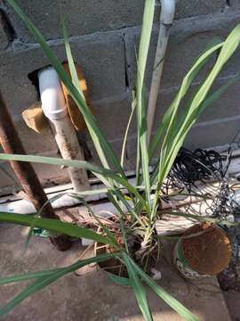 Image of lemon grass