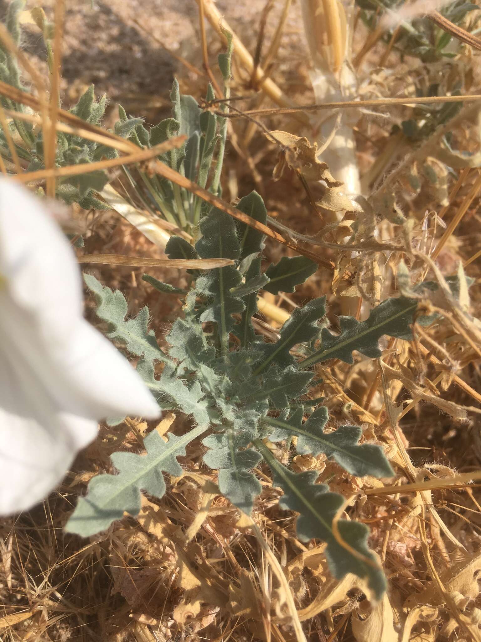 Imagem de Oenothera deltoides subsp. piperi (Munz) W. Klein