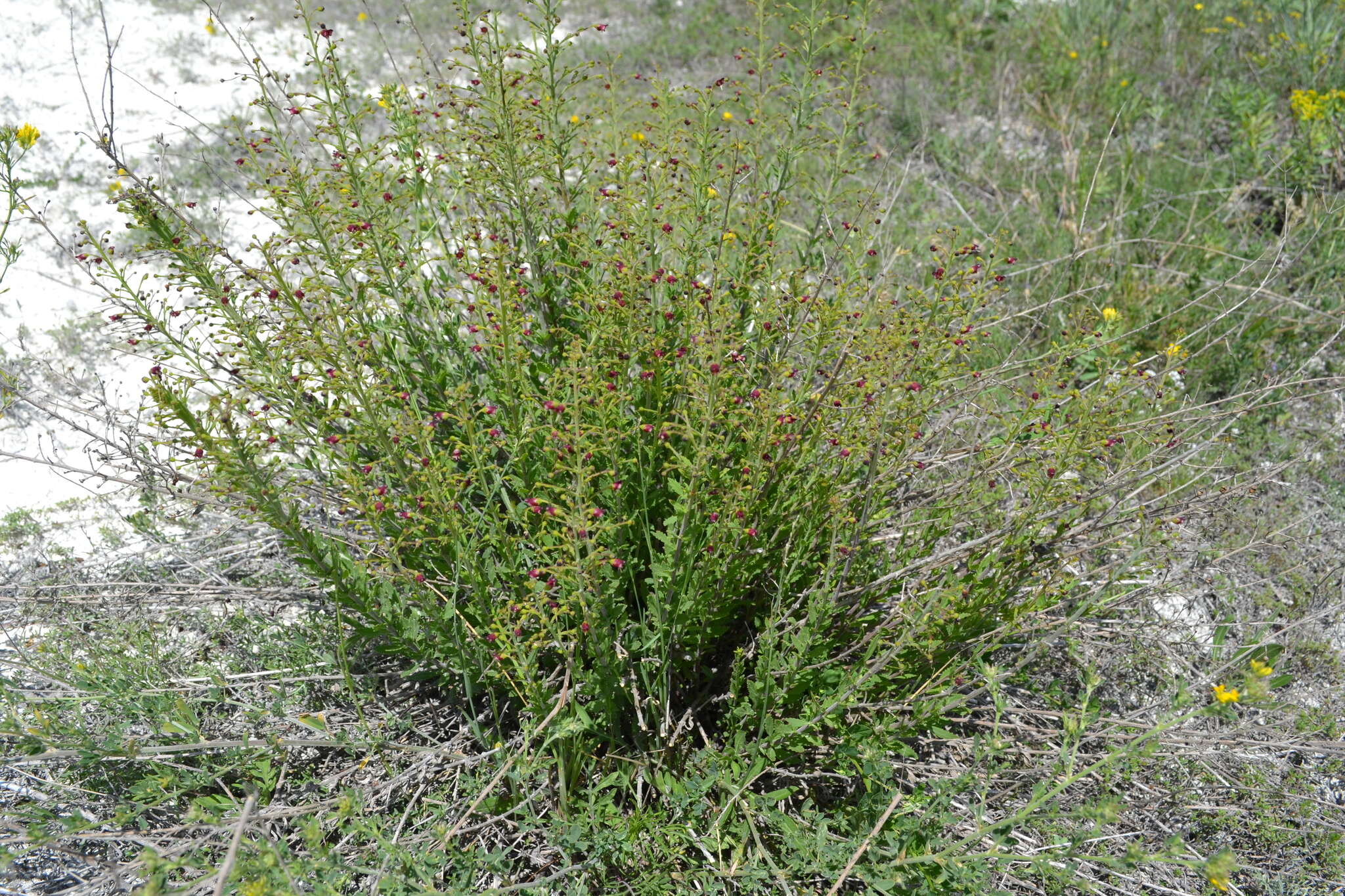 Scrophularia cretacea Fisch. resmi