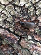 Image of Ground beetle