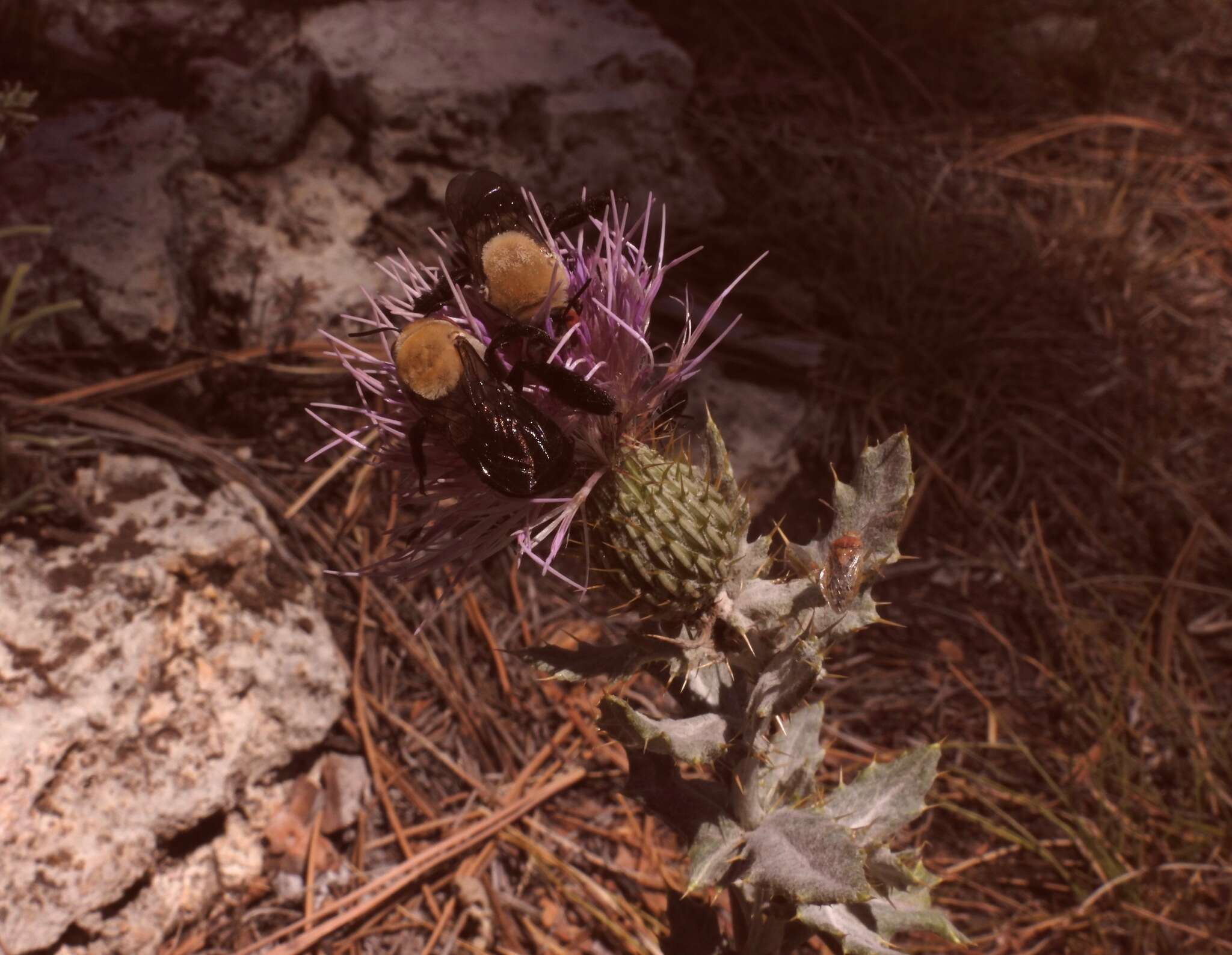 Plancia ëd Centris caesalpiniae Cockerell 1897