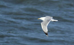 Image of Caspian Gull