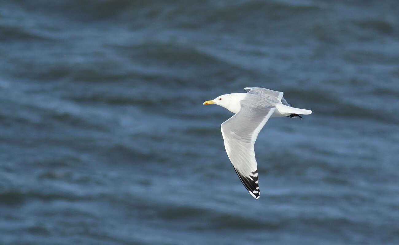 Image of Caspian Gull