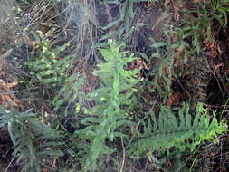 Image of Three-Leaf Gold-Back Fern
