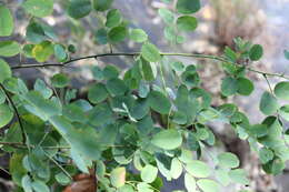 Слика од Dalbergia lanceolaria subsp. paniculata (Roxb.) Thoth.