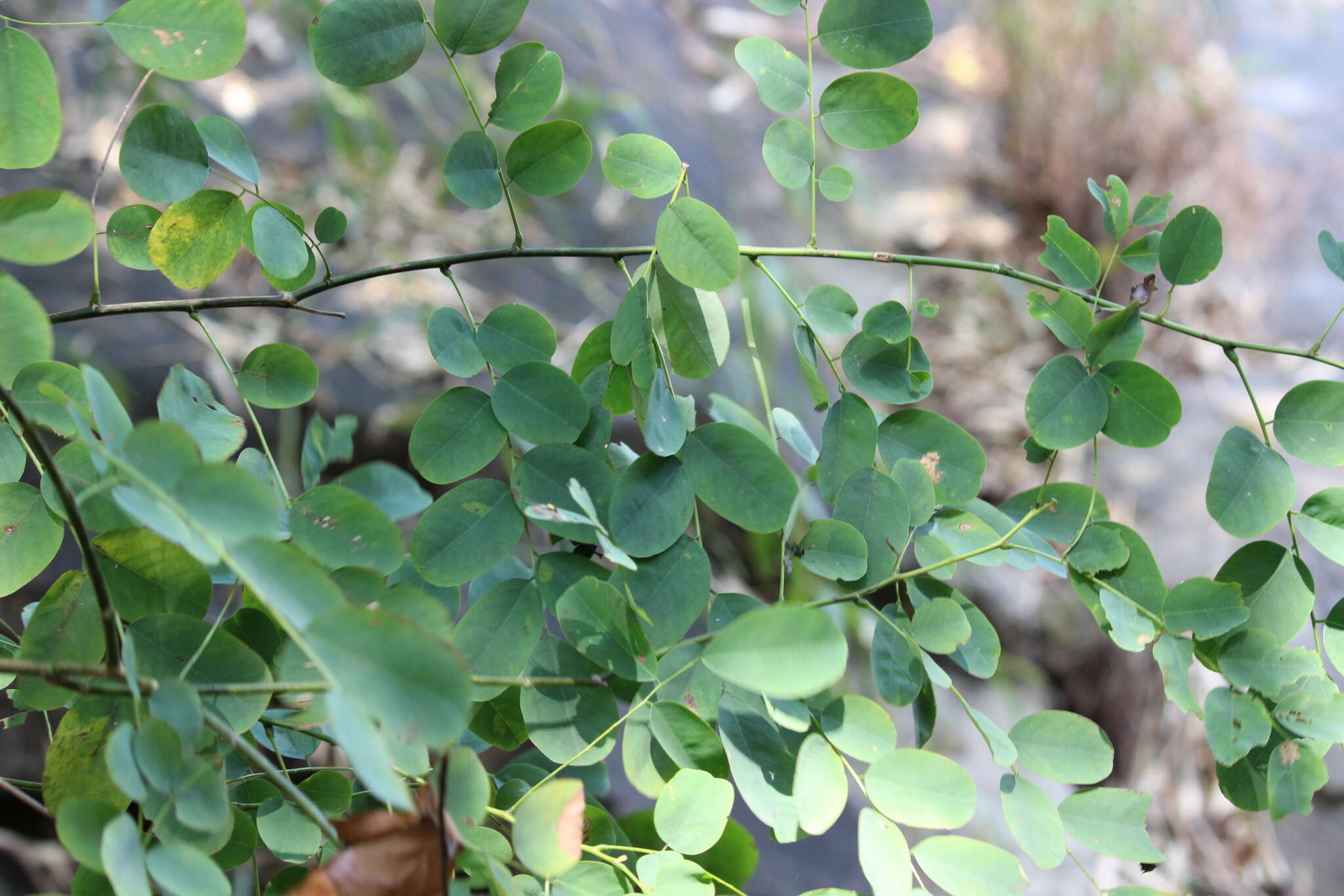 Слика од Dalbergia lanceolaria subsp. paniculata (Roxb.) Thoth.