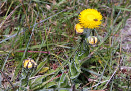 Image of Bright Yellow Everlasting