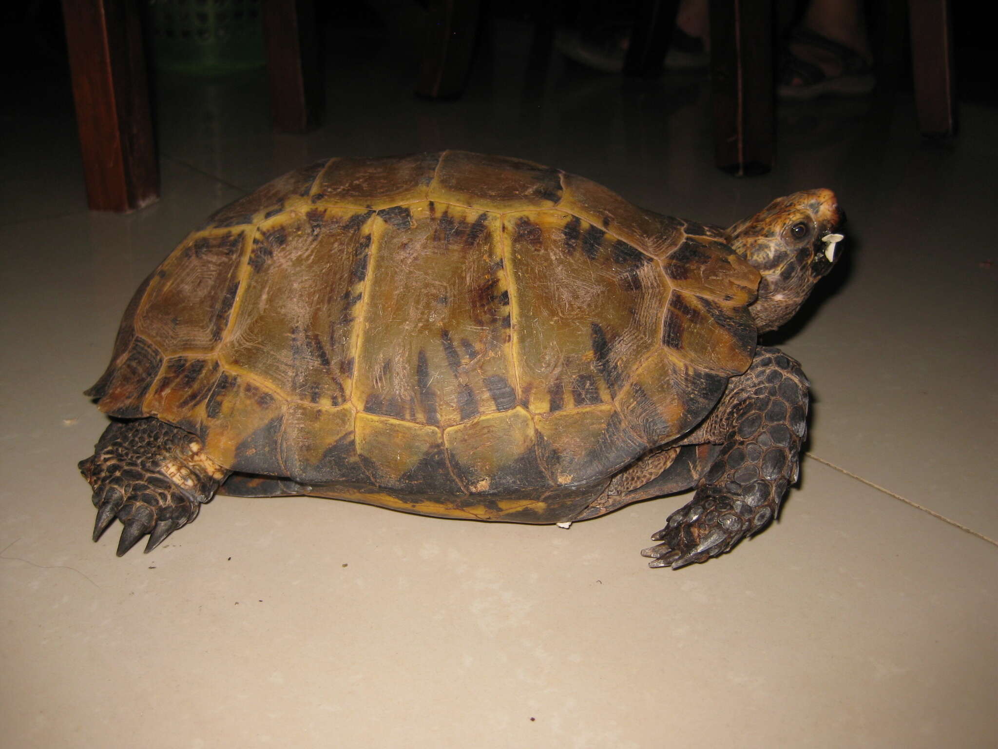 Image of Impressed Tortoise