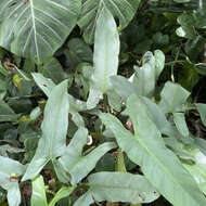 Philodendron hastatum K. Koch & Sello resmi