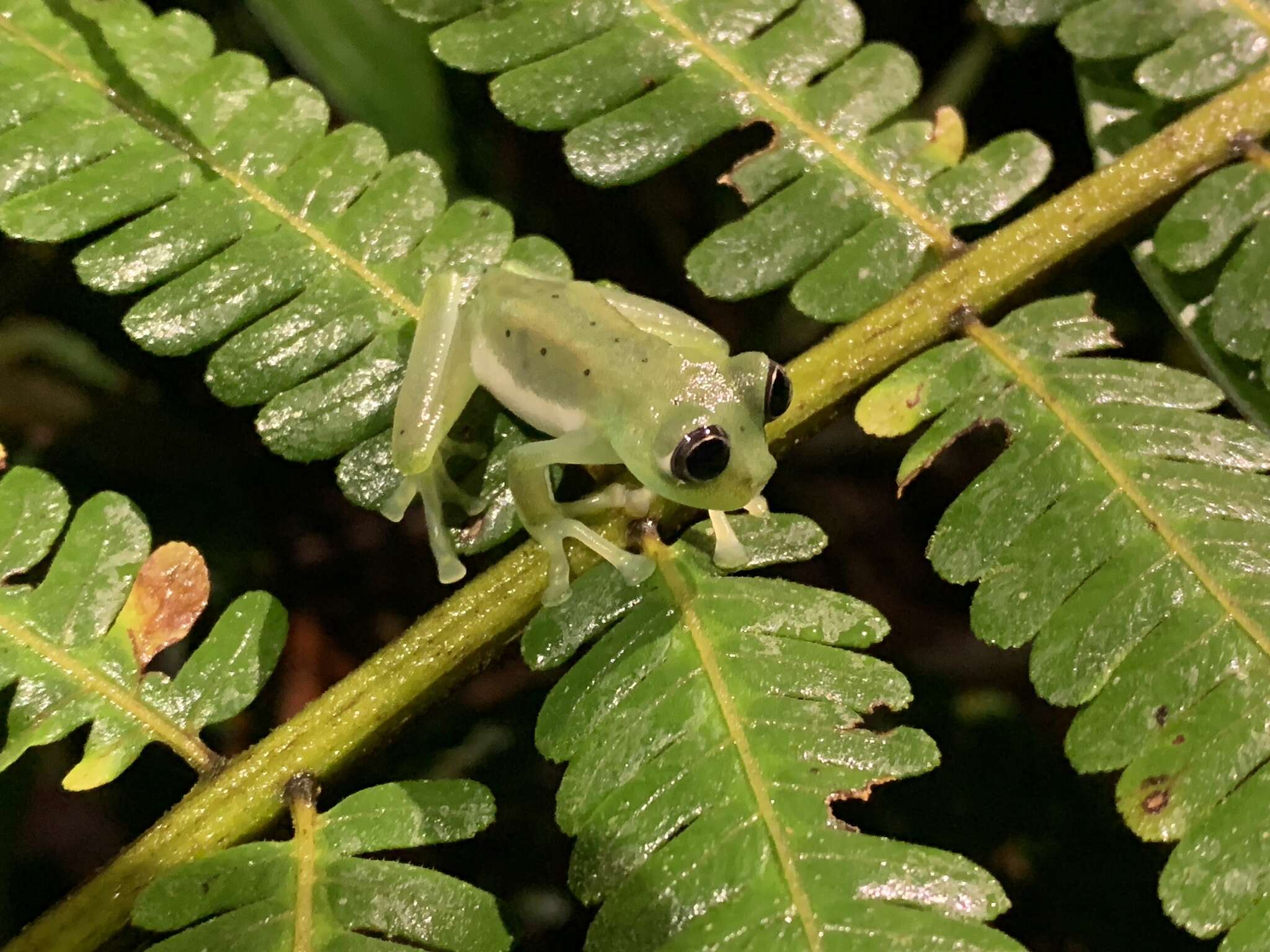 Image of Nymphargus cochranae (Goin 1961)