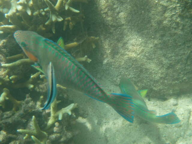 Image of Rivulated parrotfish