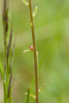 Image of Saxifraga bulbifera L.