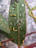 Image of Cryptoneossa triangula Taylor 1990