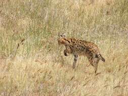 صورة Leptailurus serval lipostictus (Pocock 1907)