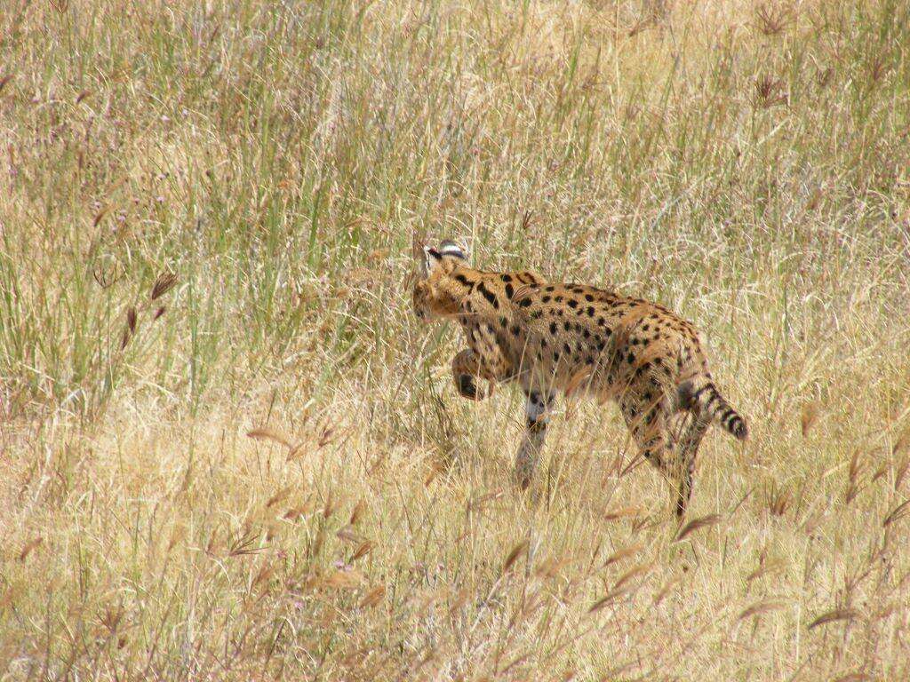 صورة Leptailurus serval lipostictus (Pocock 1907)