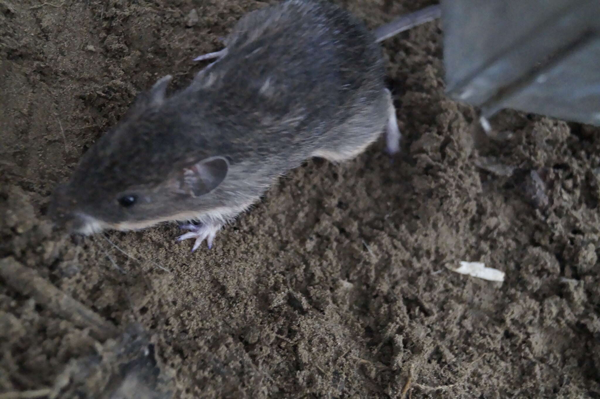 Image of Mexican spiny pocket mouse