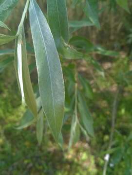 Image of White Willow